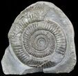Dactylioceras Ammonite Stand Up - England #46574-1